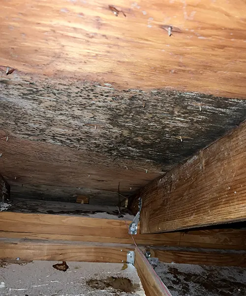 Mold Remediation in Attic Over Pool in Bellevue 